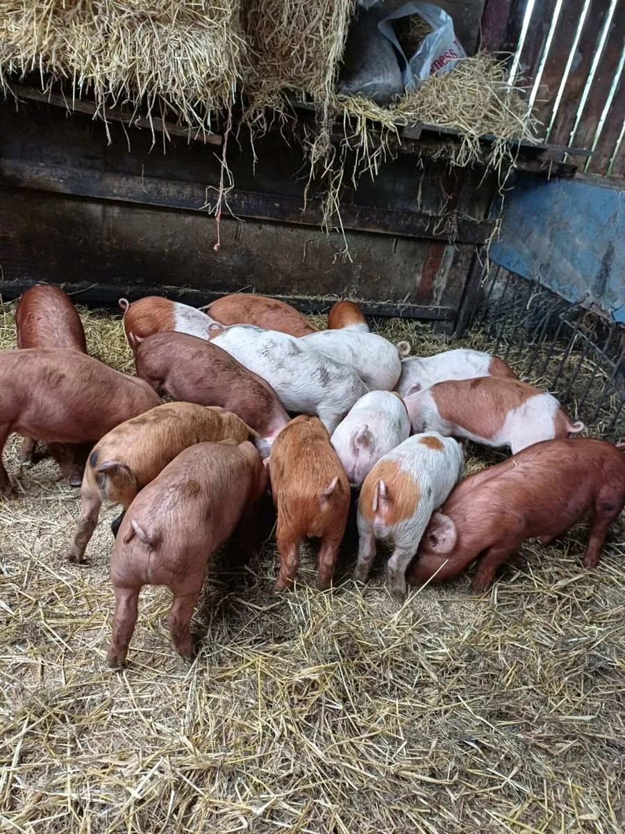 16, 10 week weened pigs for sale duroc x Tamworth - Image 3