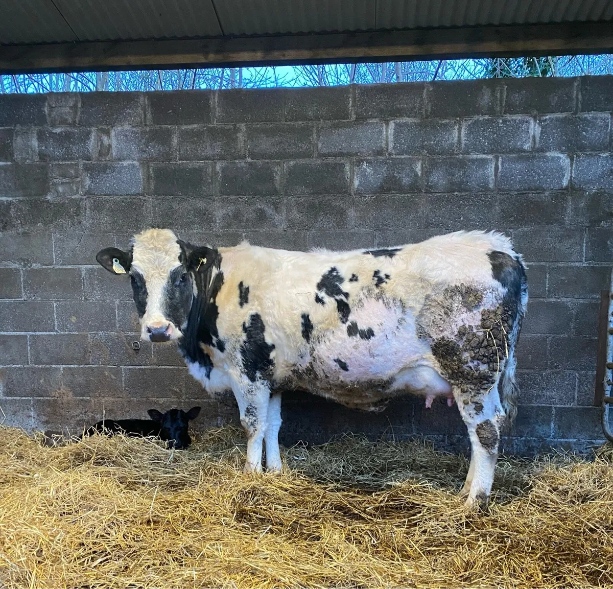 BBX Heifer with heifer calf at foot - Image 2