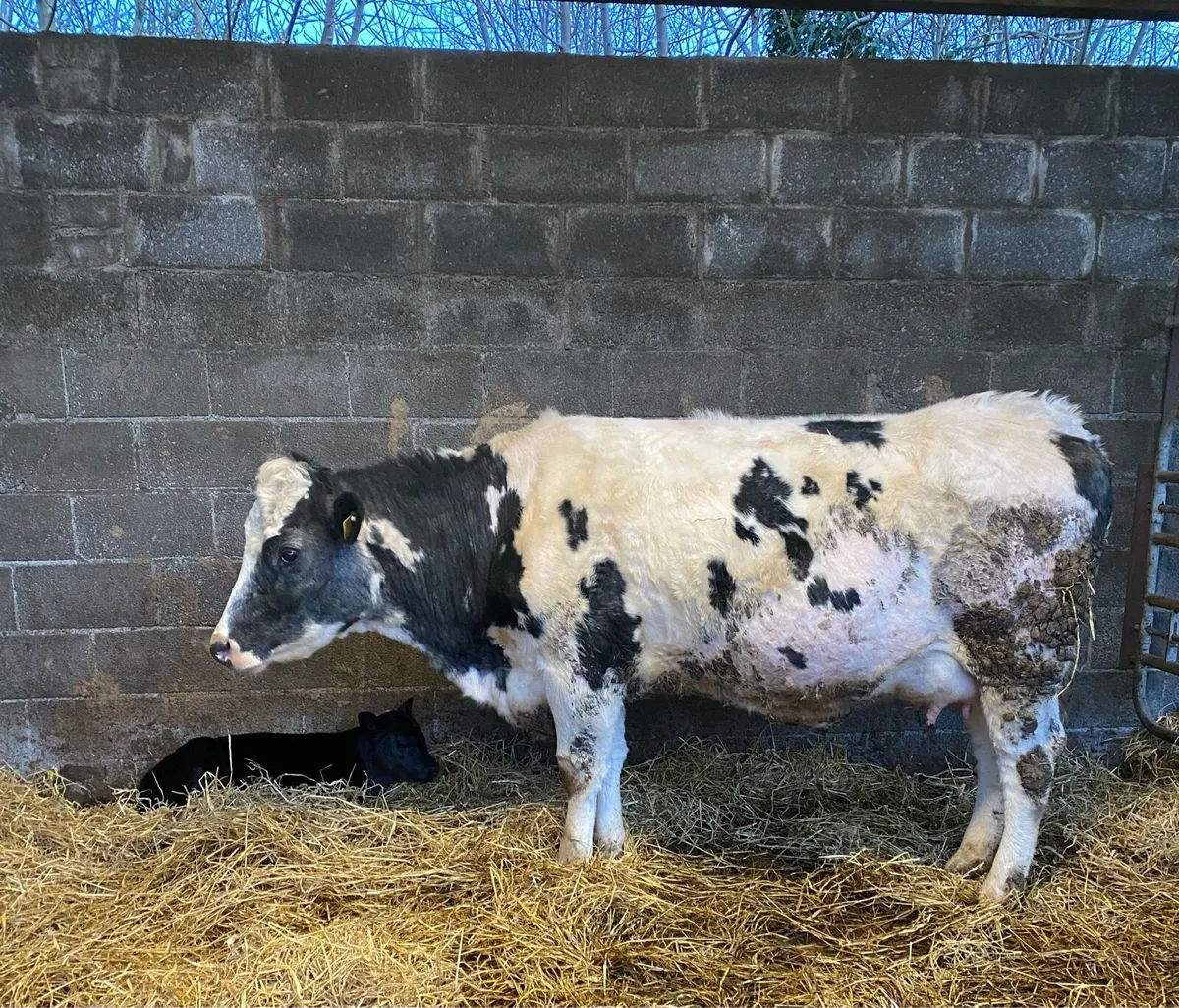 BBX Heifer with heifer calf at foot - Image 3