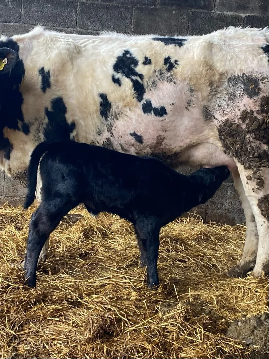 BBX Heifer with heifer calf at foot - Image 4