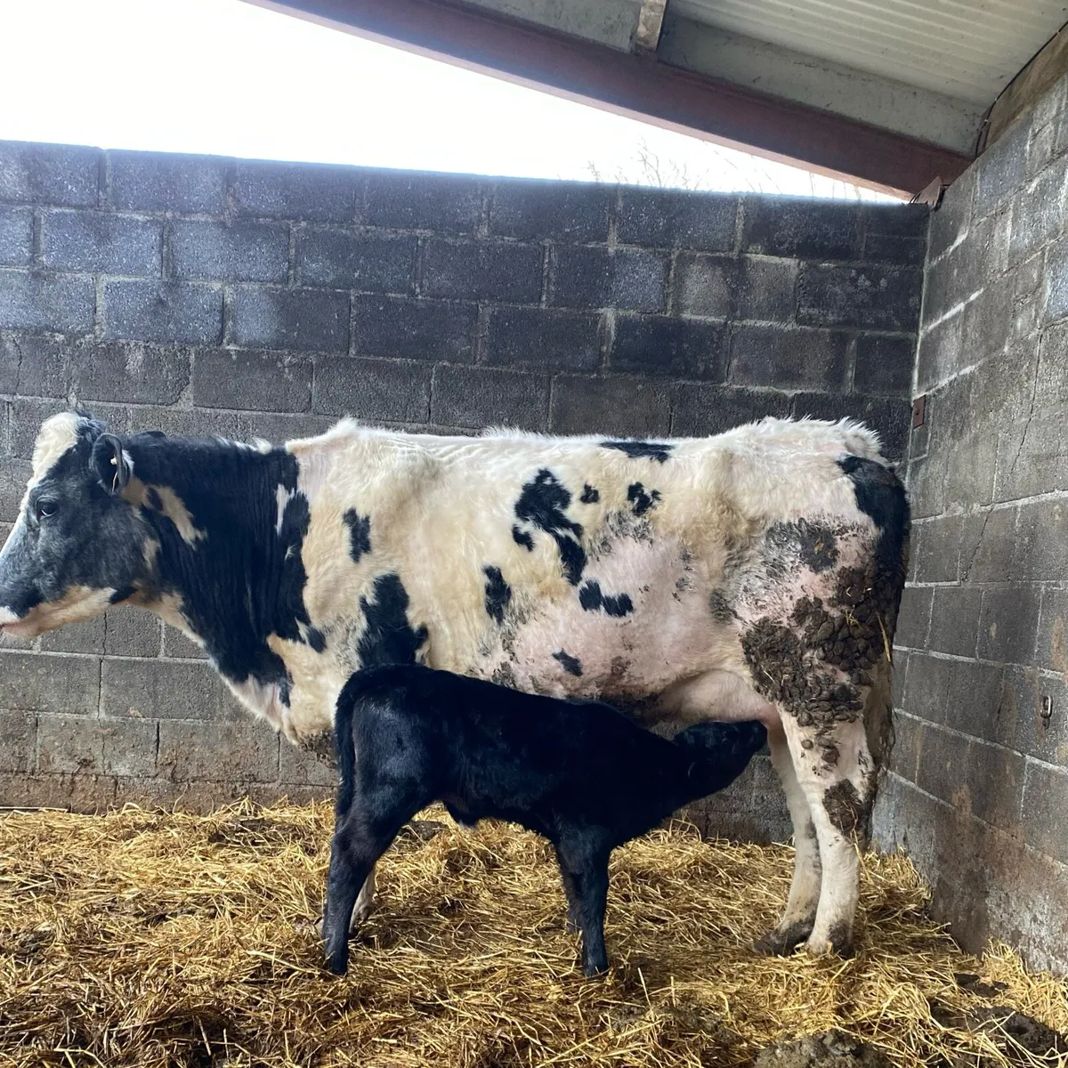 BBX Heifer with heifer calf at foot - Image 1