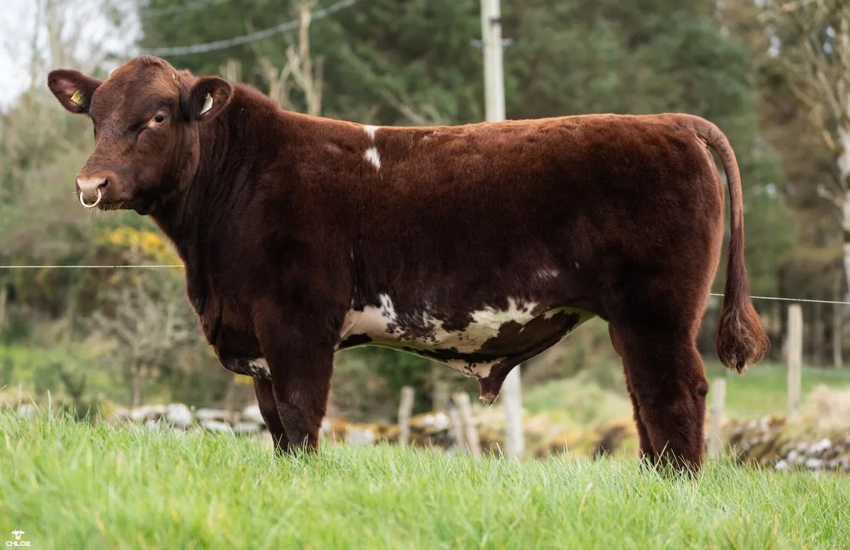 5 ⭐️ Shorthorn Bull - Image 1