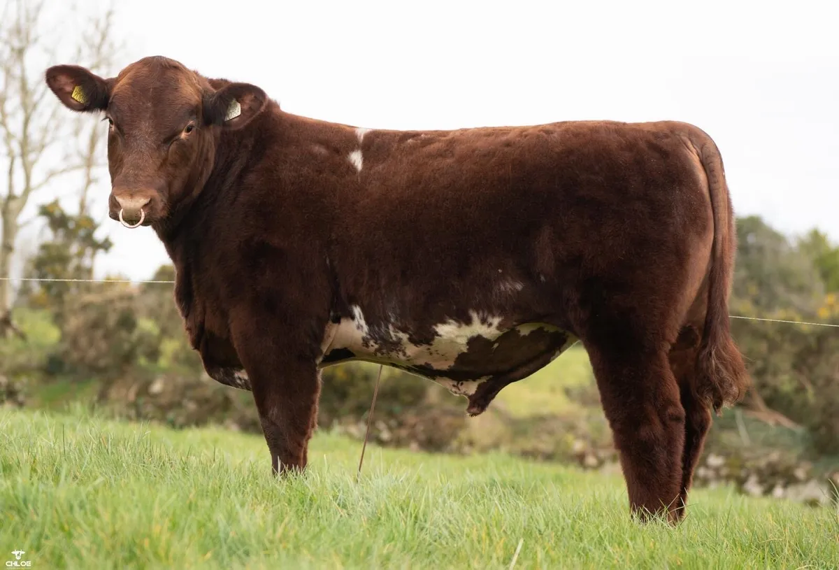 5 ⭐️ Shorthorn Bull - Image 2