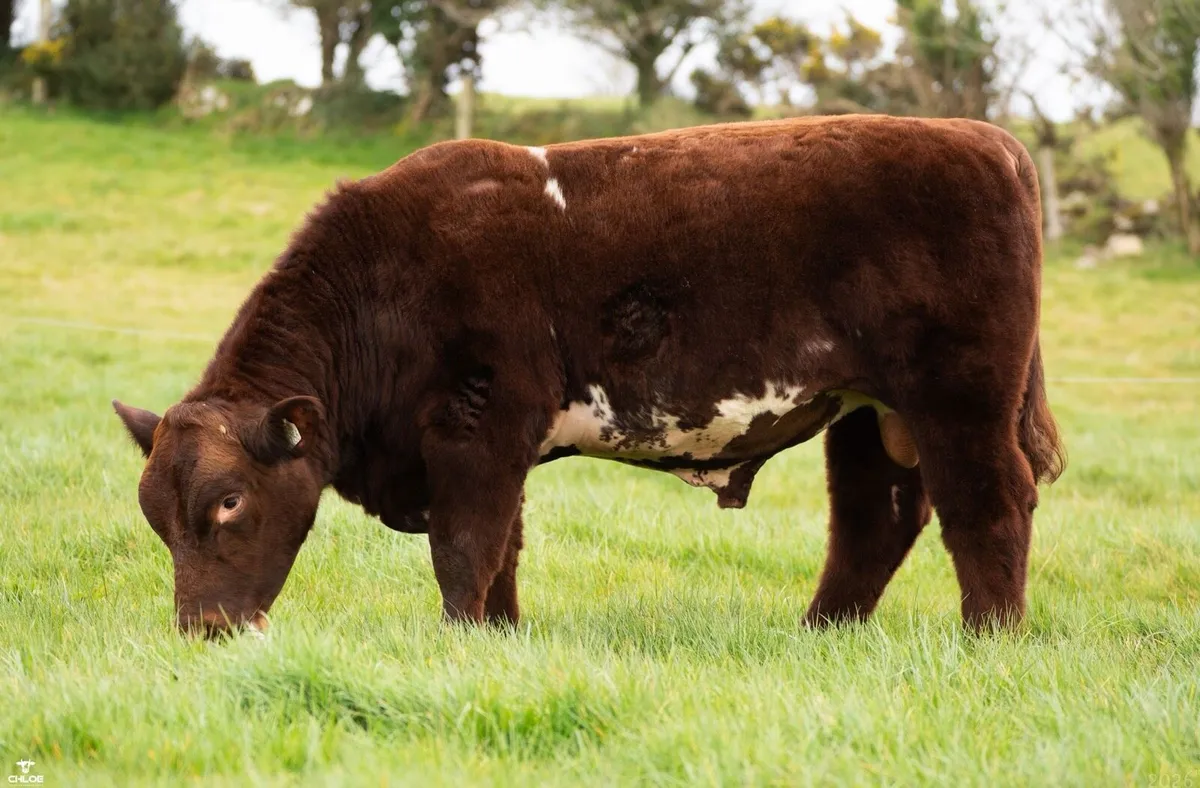 5 ⭐️ Shorthorn Bull - Image 3