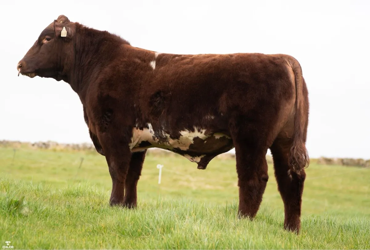 5 ⭐️ Shorthorn Bull - Image 4
