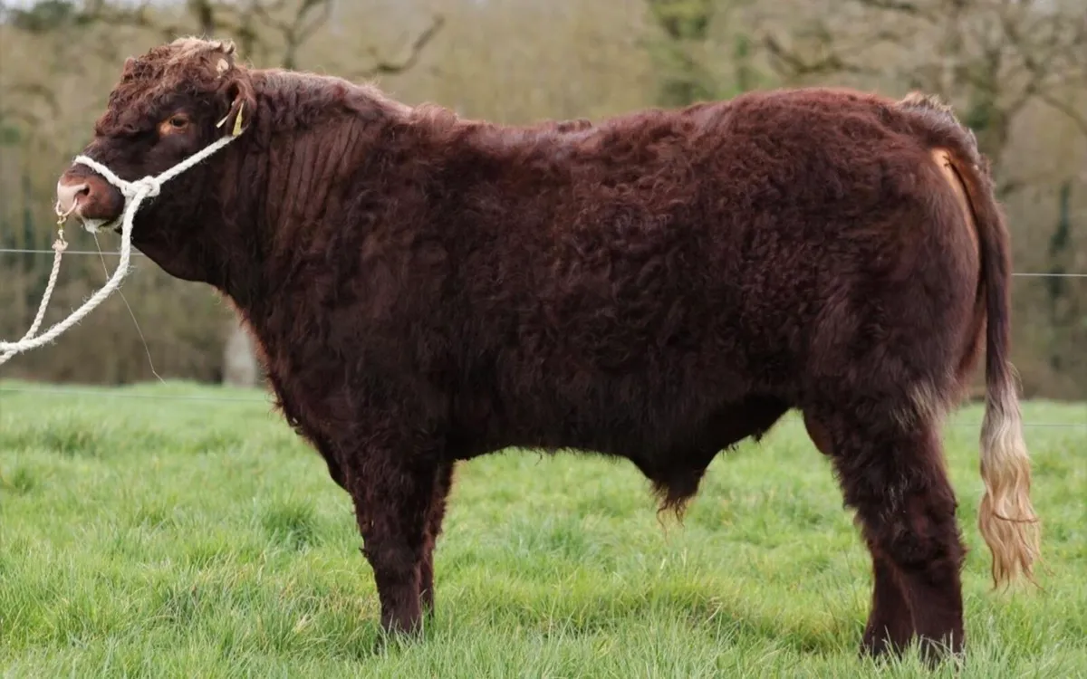 Saler Bull - Lot #3 - Image 4