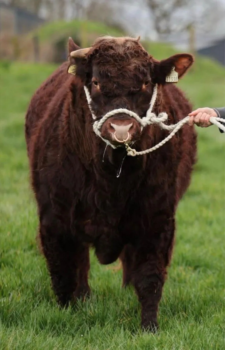 Saler Bull - Image 2