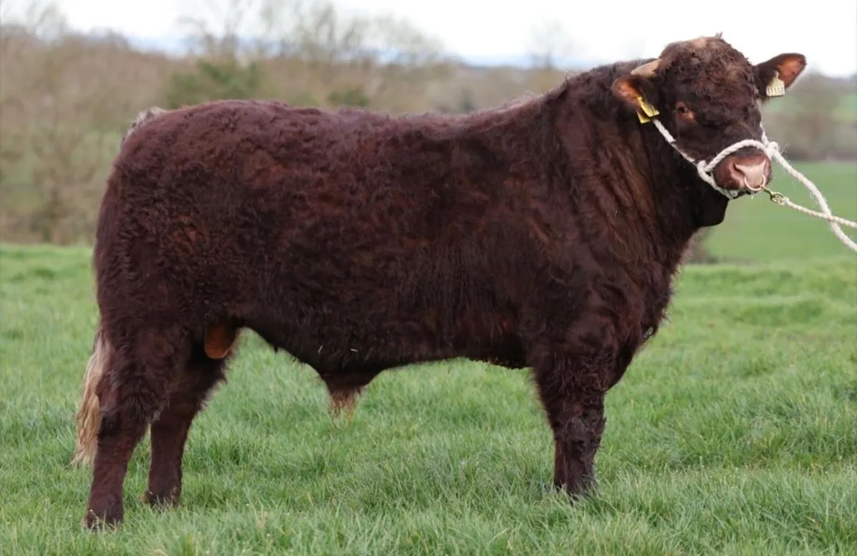 Saler Bull - Lot #3 - Image 1