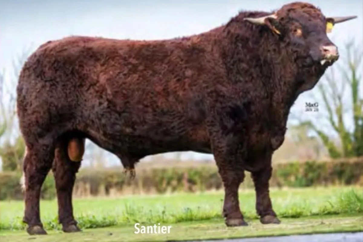 Saler Bull - Image 1