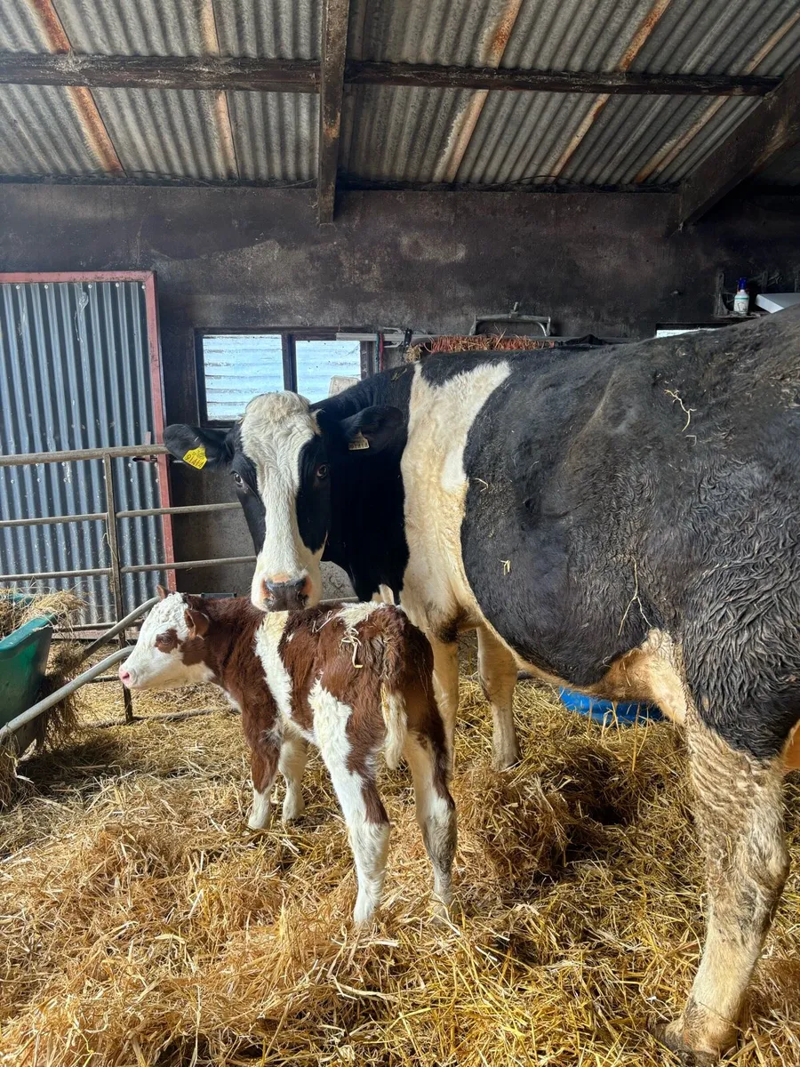 Simmental cow with calf at foot - Image 1