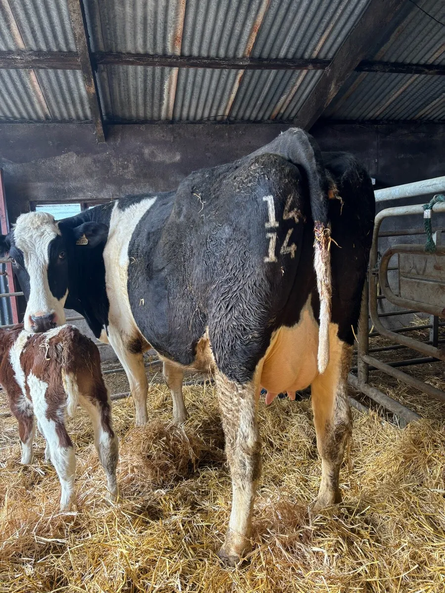 Simmental cow with calf at foot - Image 3