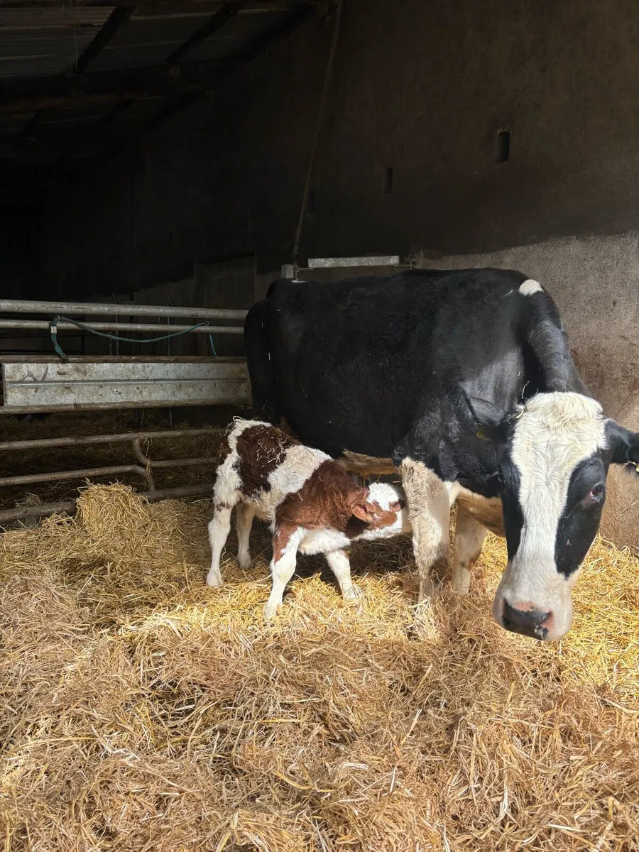 Simmental cow with calf at foot - Image 4