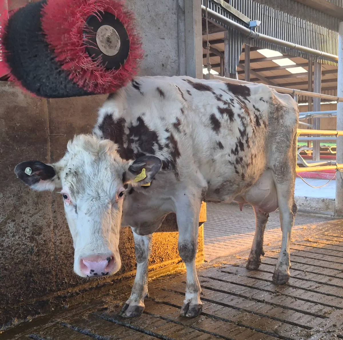 Simmental /fresian cow - Image 2