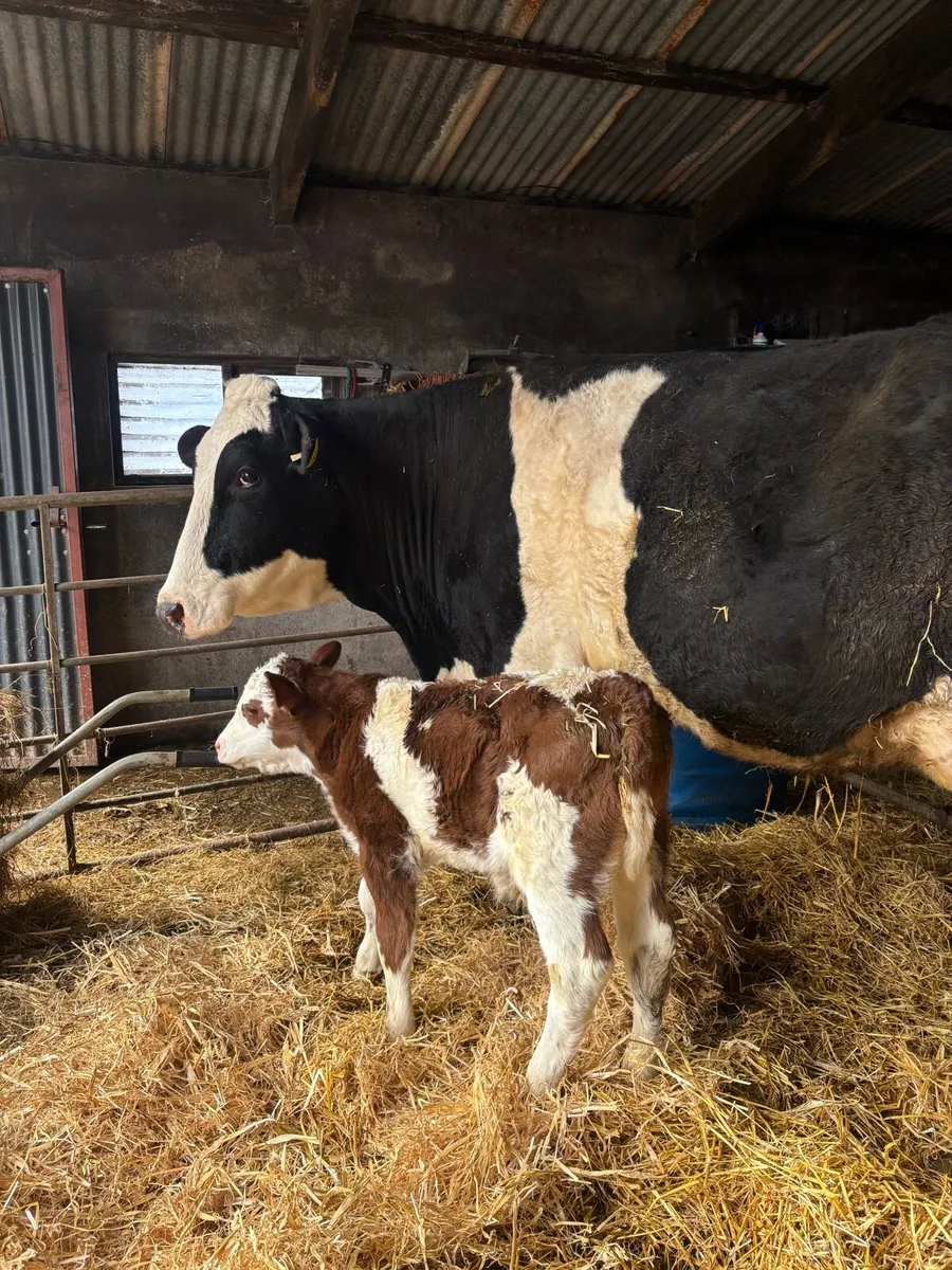 Simmental cow with calf at foot - Image 2