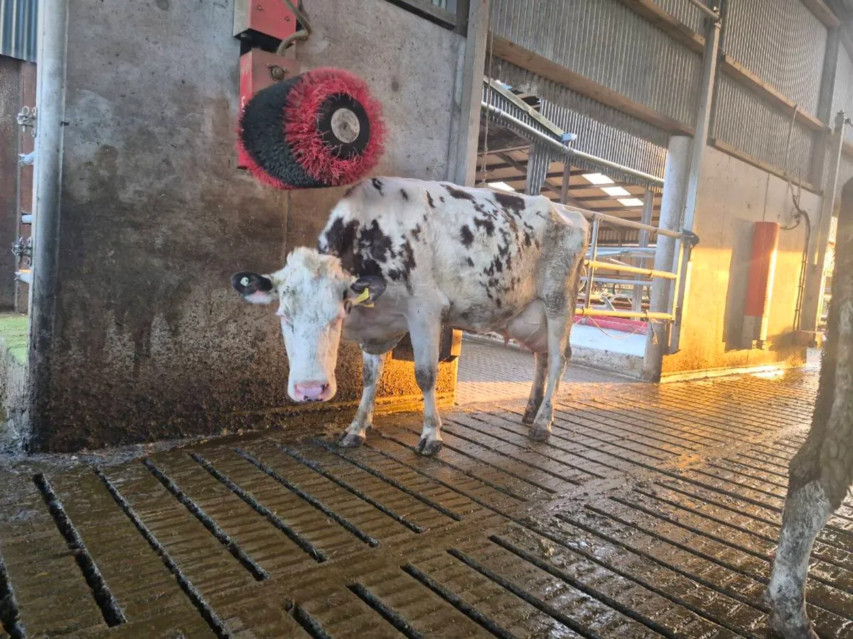 Simmental /fresian cow - Image 3