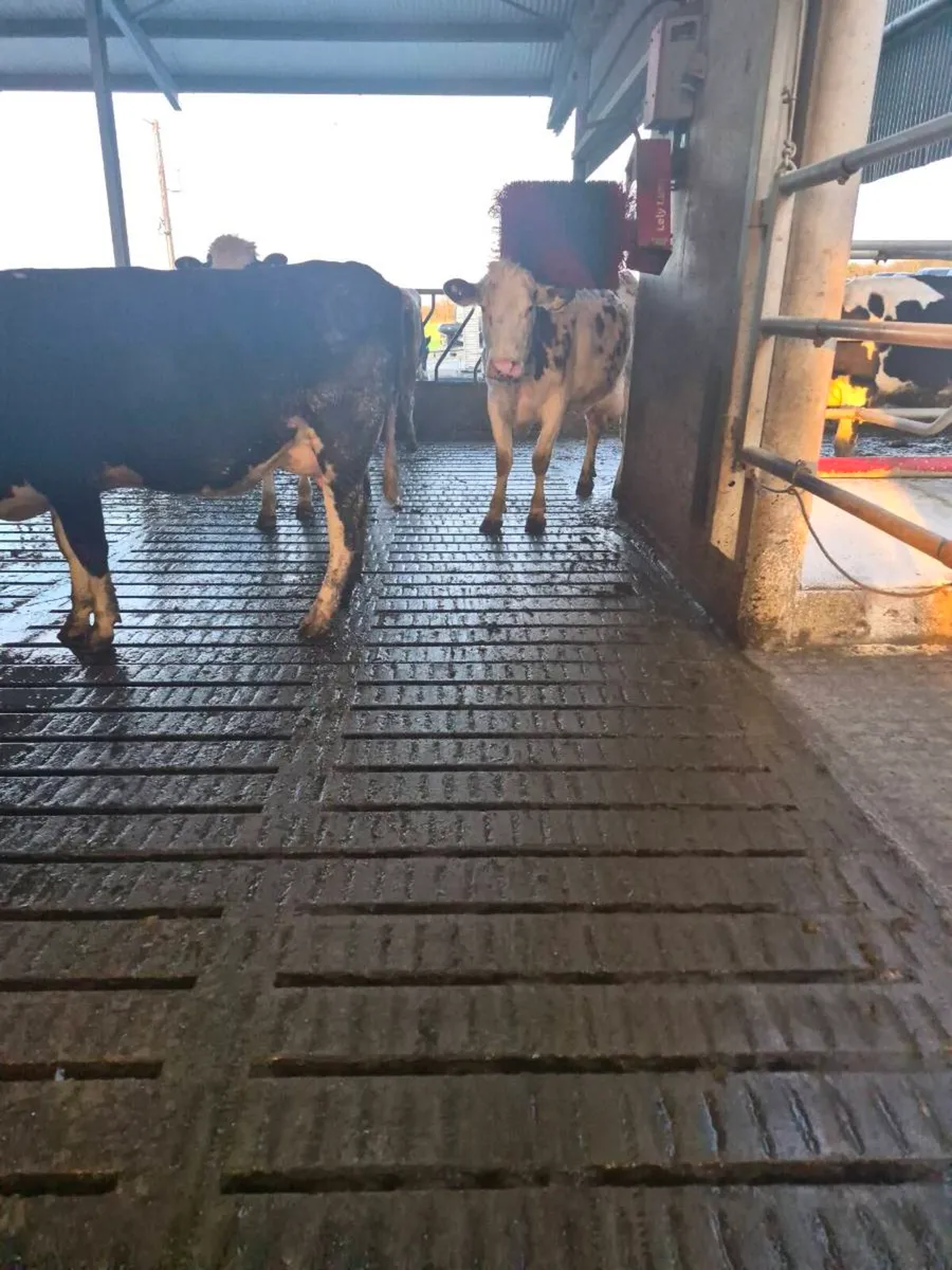 Simmental /fresian cow - Image 1