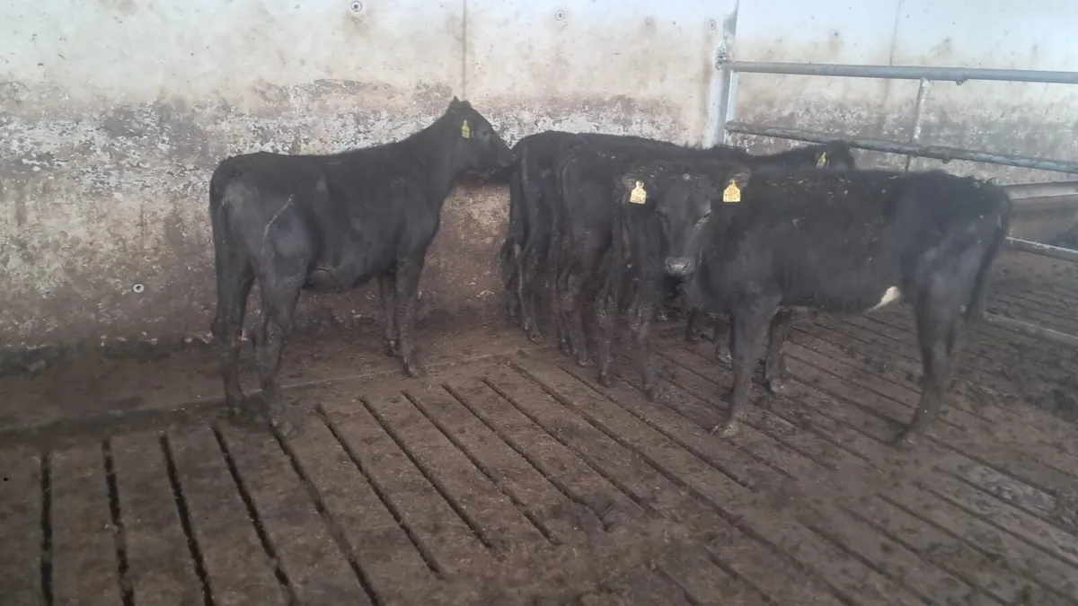 5 Angus heifers - Image 2