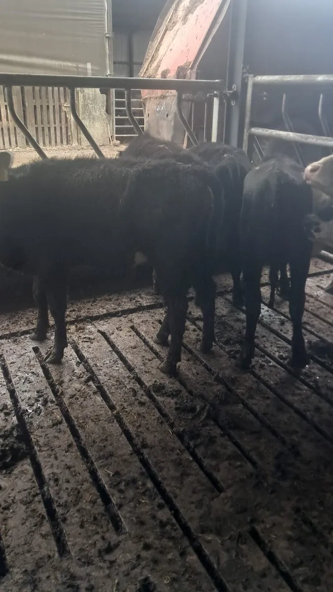 5 Angus heifers - Image 3