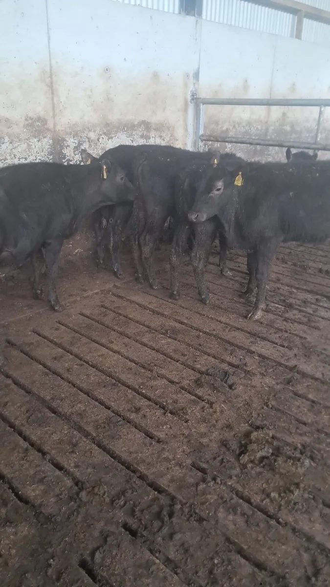 5 Angus heifers - Image 4