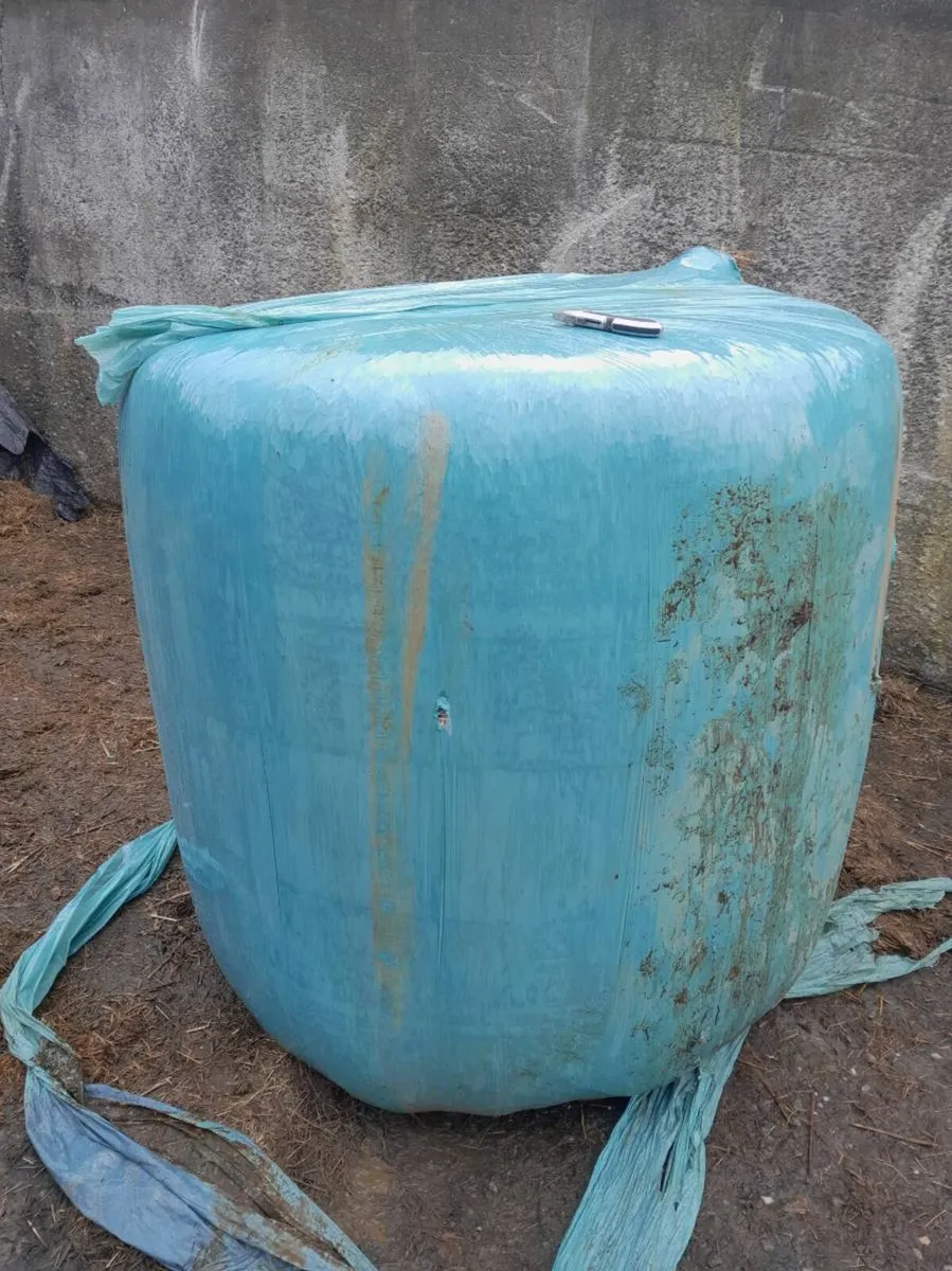 Wheat straw - Image 1