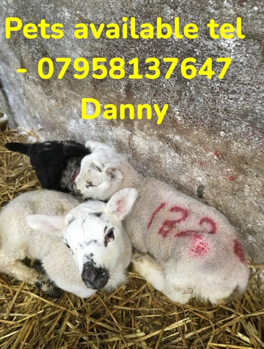 Lambs - Image 2