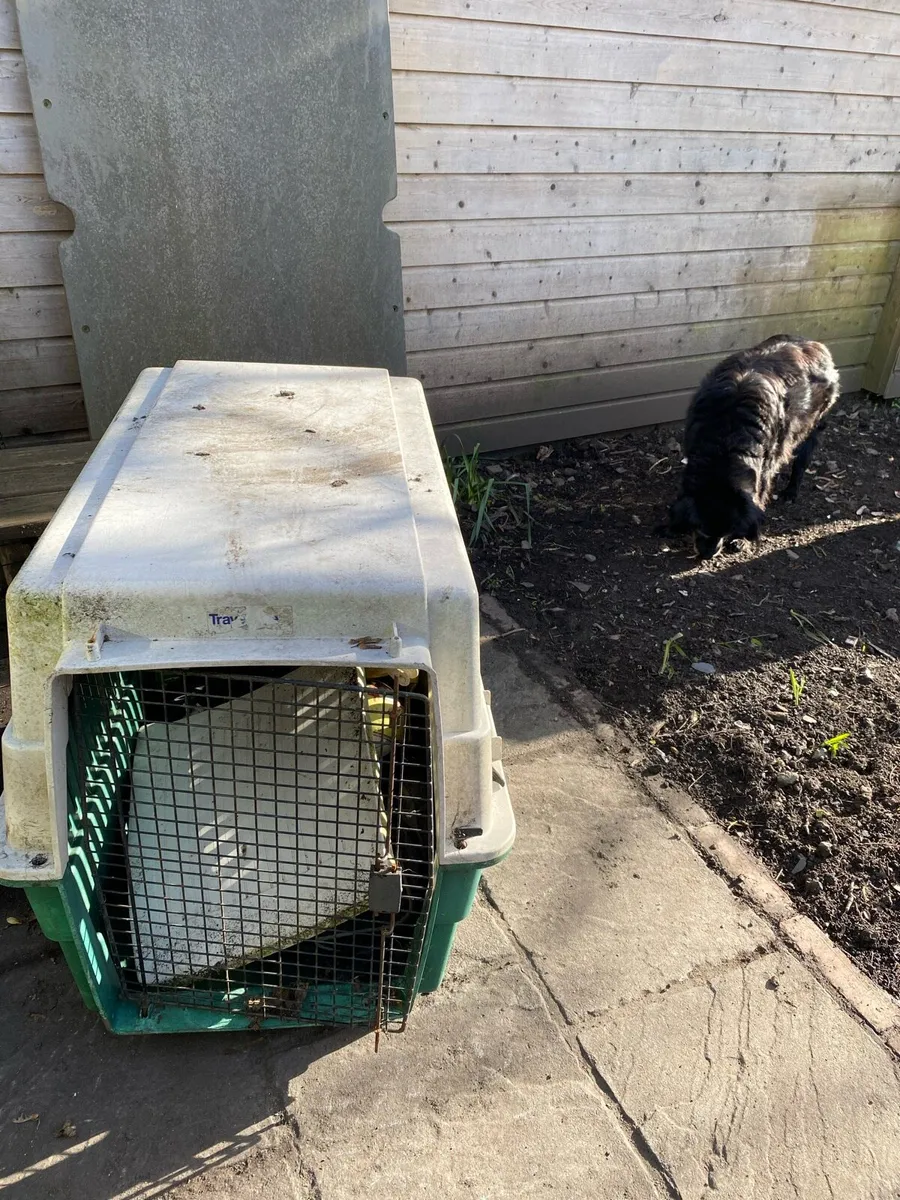 Dog transport /sleeping box FREE - Image 1