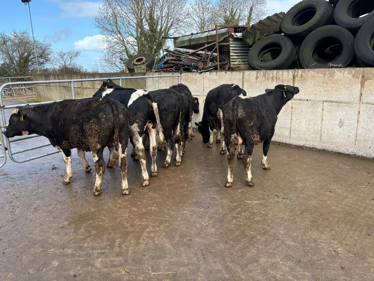 British Fr bullocks - Image 1