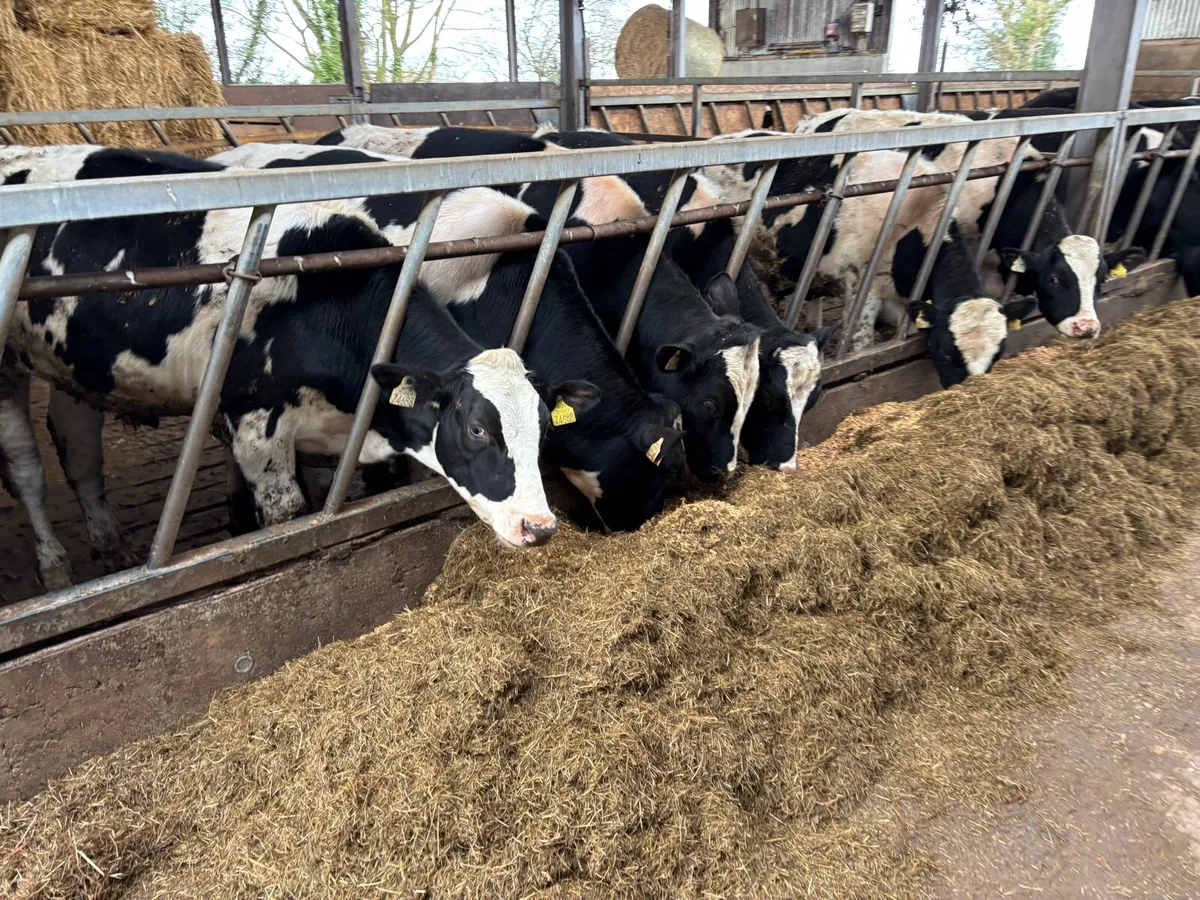 British Fr bullocks - Image 2