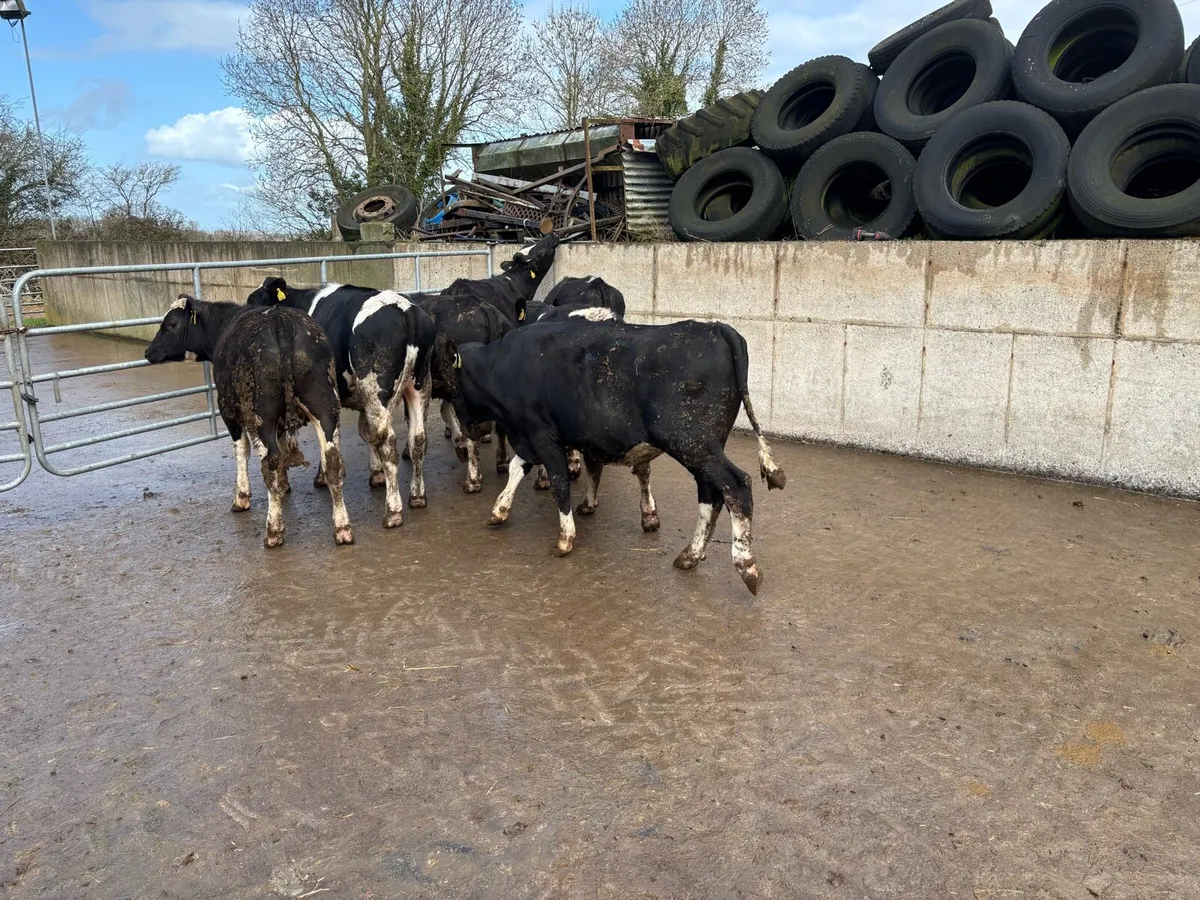 British Fr bullocks - Image 4