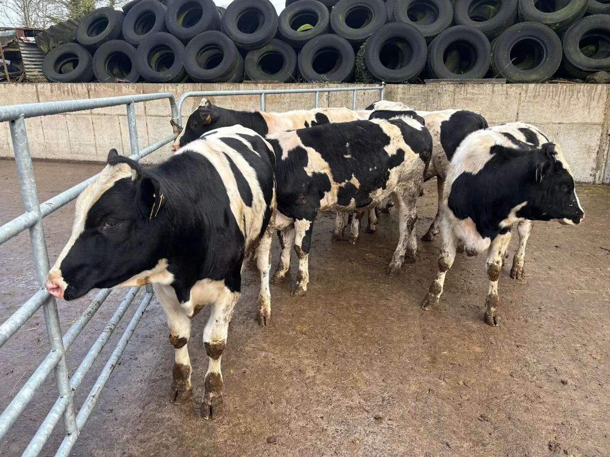 British Fr bullocks - Image 3