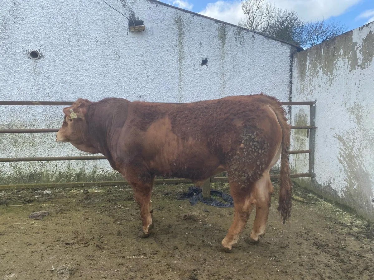 5 star limousine bulls - Image 1