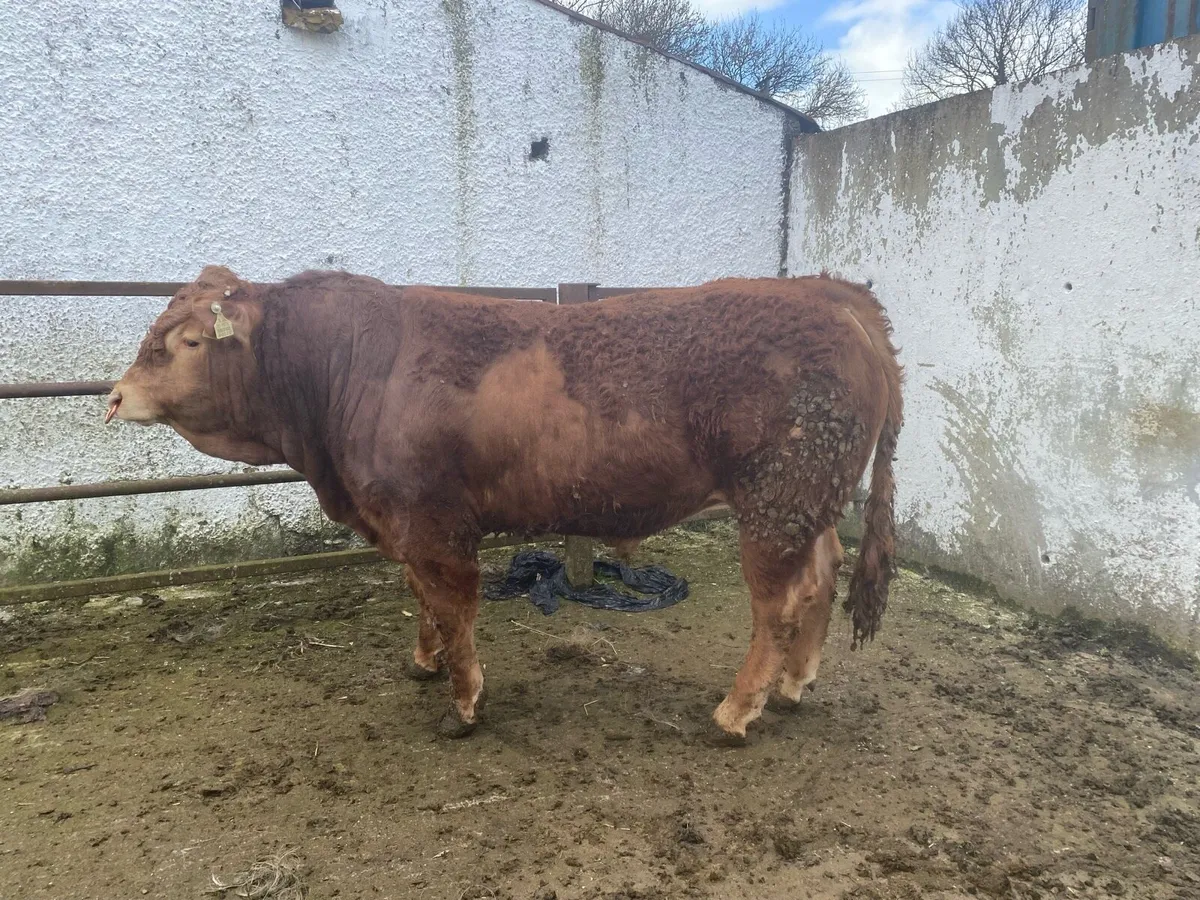 5 star limousine bulls - Image 3