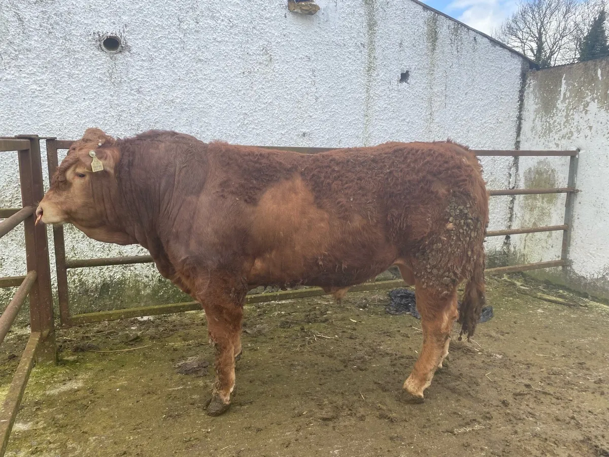 5 star limousine bulls - Image 2