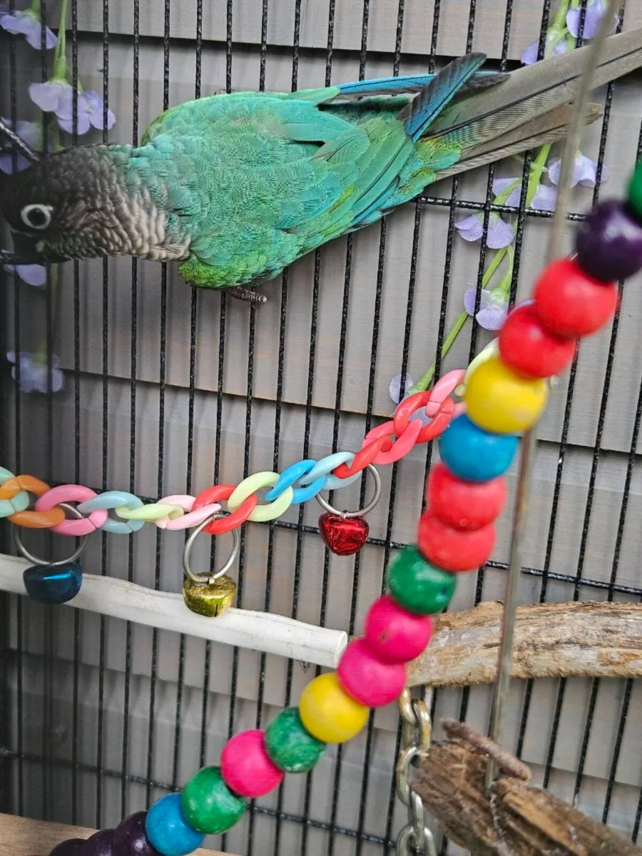 parrot conure - Image 2