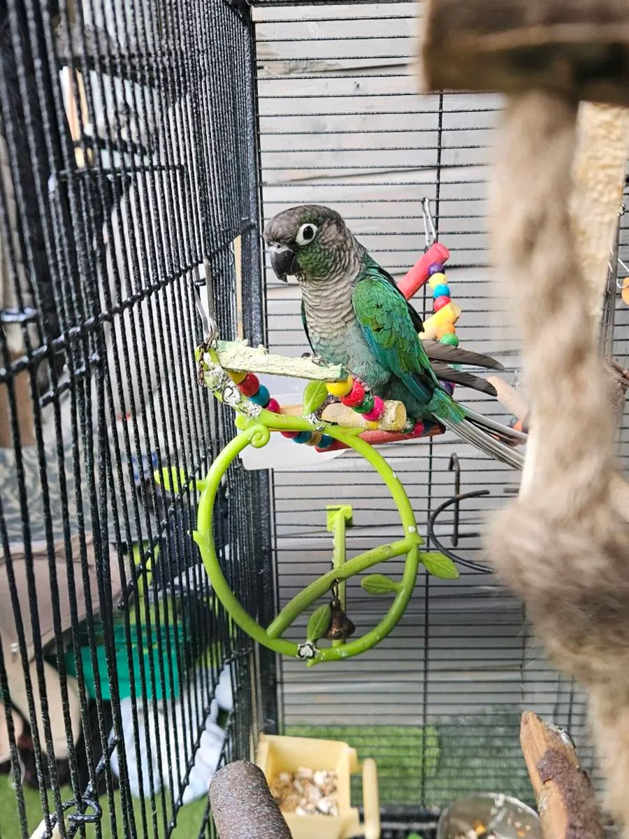 parrot conure - Image 1