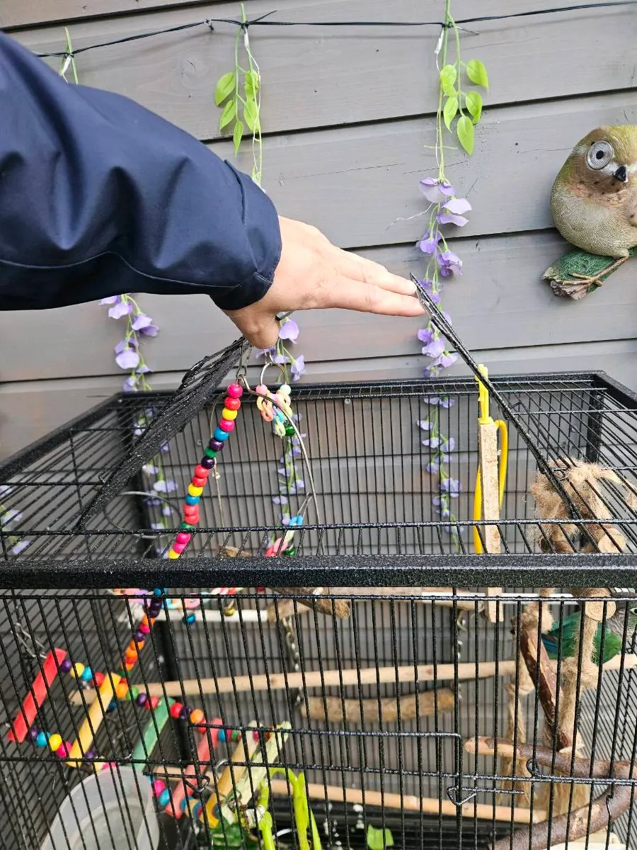parrot conure - Image 4