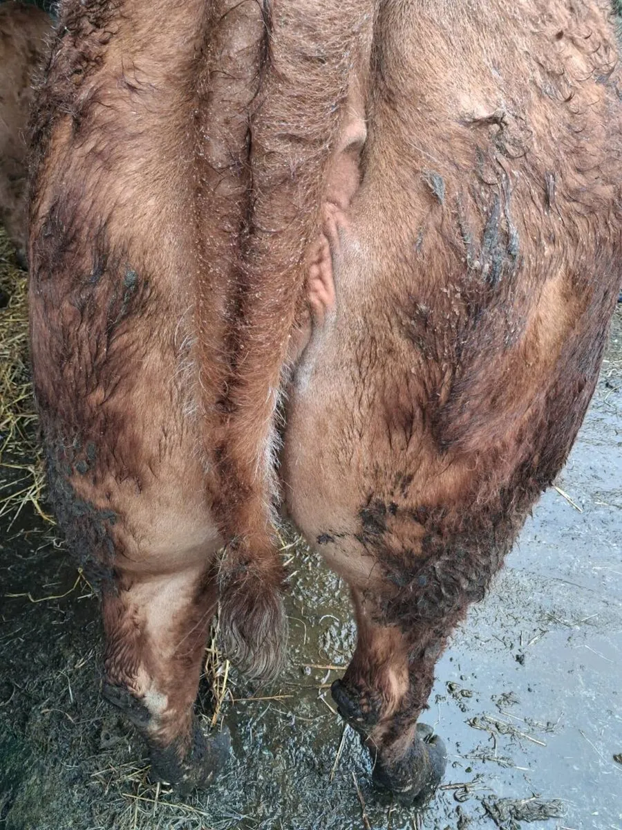 Roan springer first calver with 3 weeks calf - Image 1