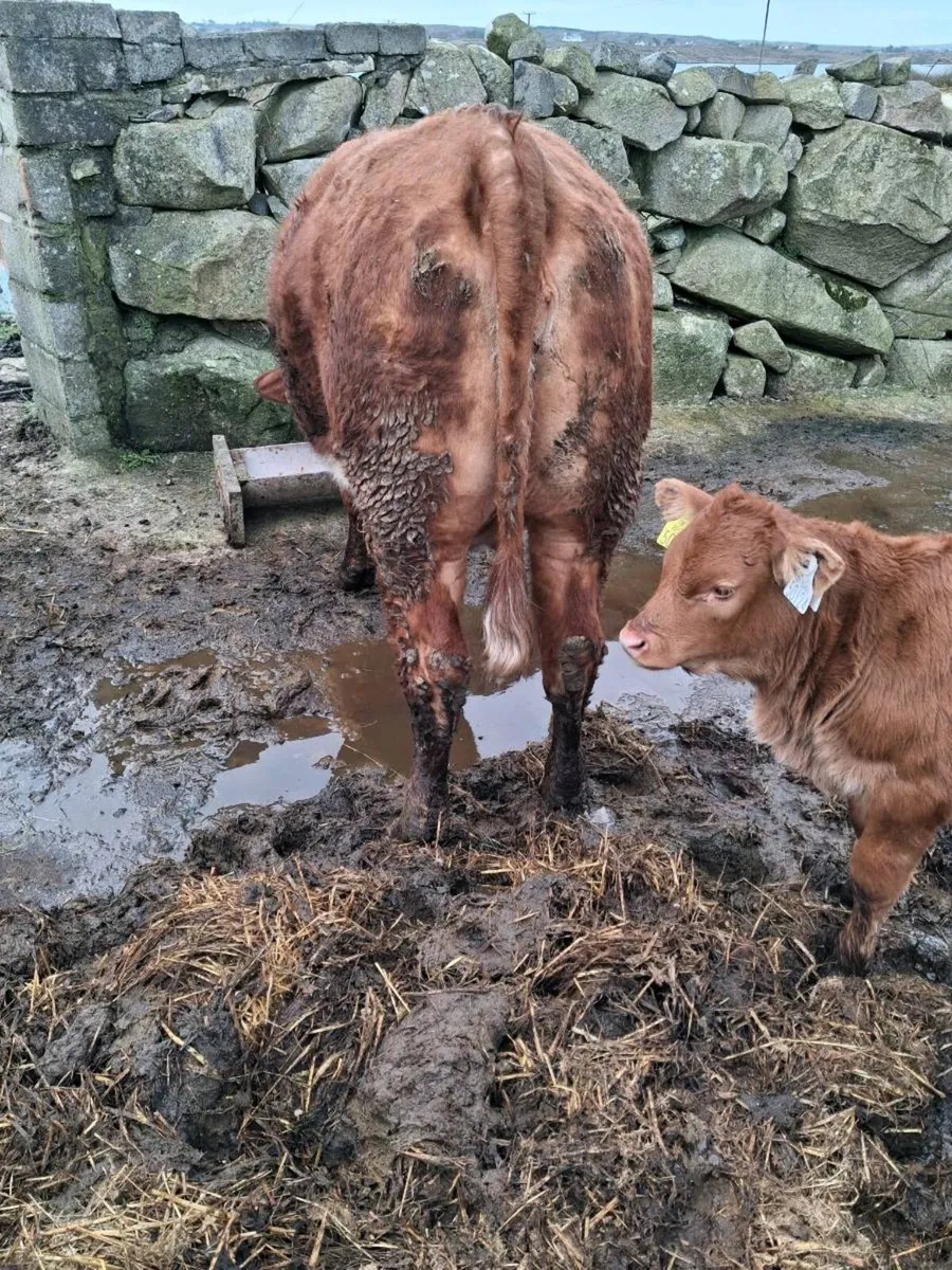 Roan springer first calver with 3 weeks calf - Image 2