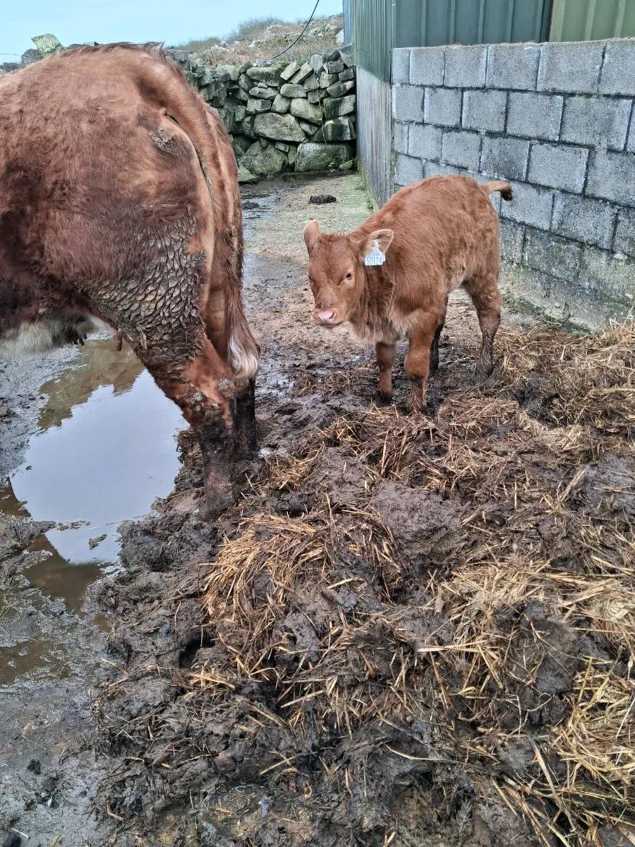 Roan springer first calver with 3 weeks calf - Image 3