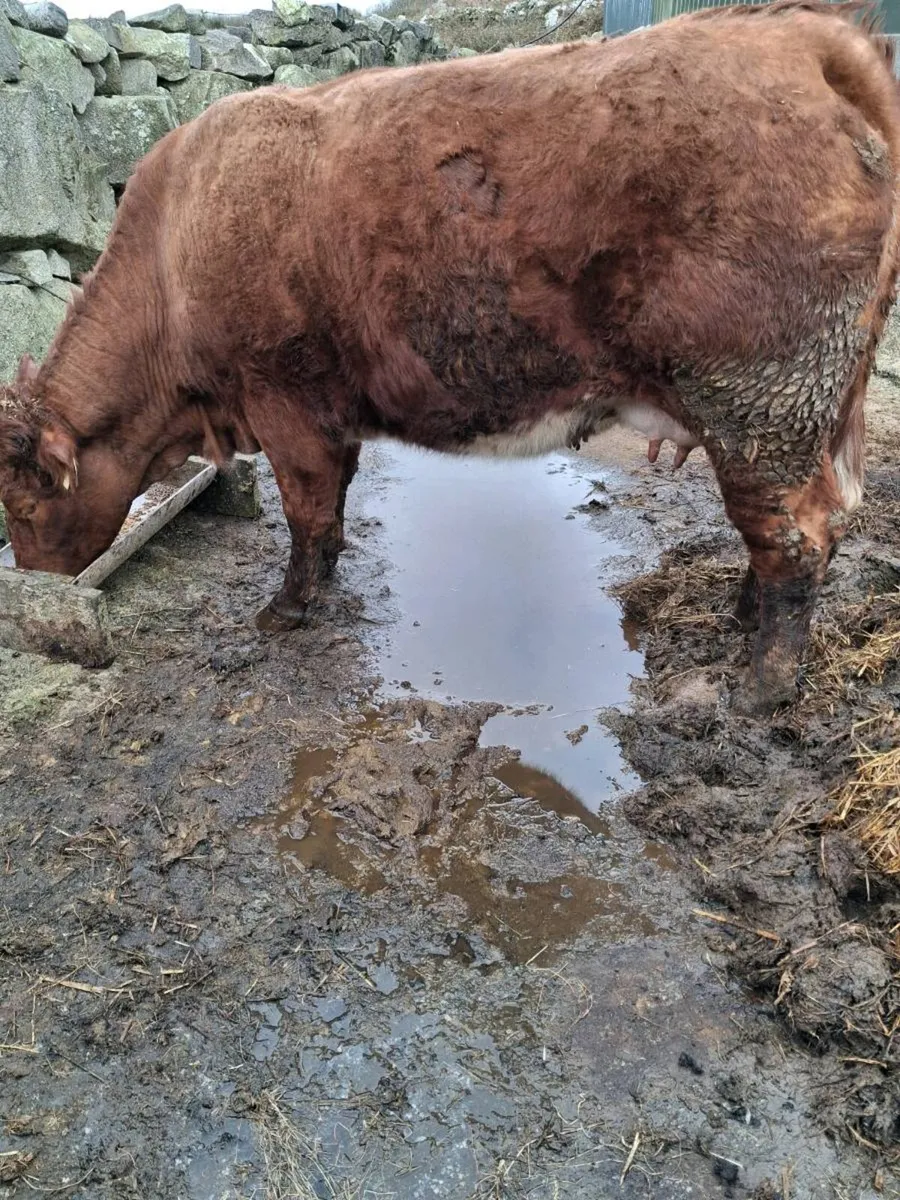 Roan springer first calver with 3 weeks calf - Image 4