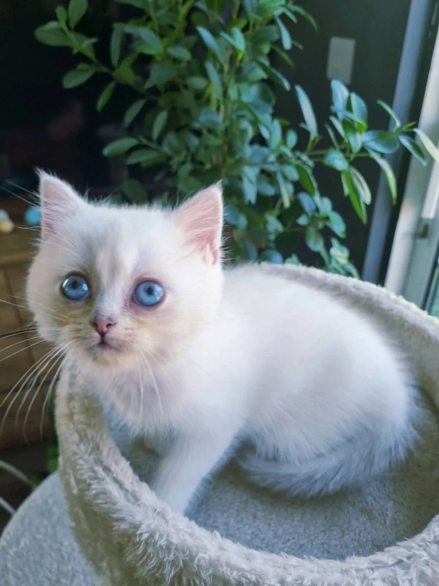 British Shorthair kittens - Image 2