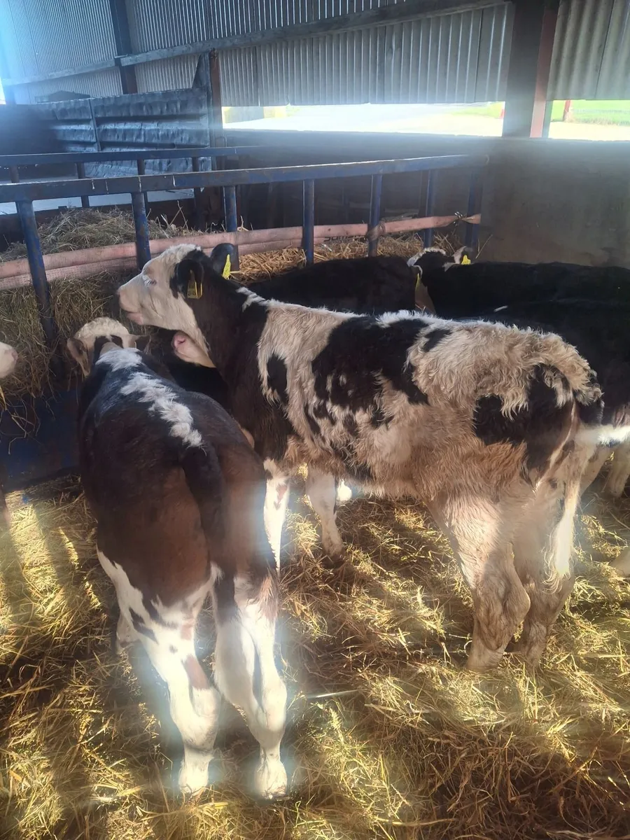 Hereford calves - Image 1