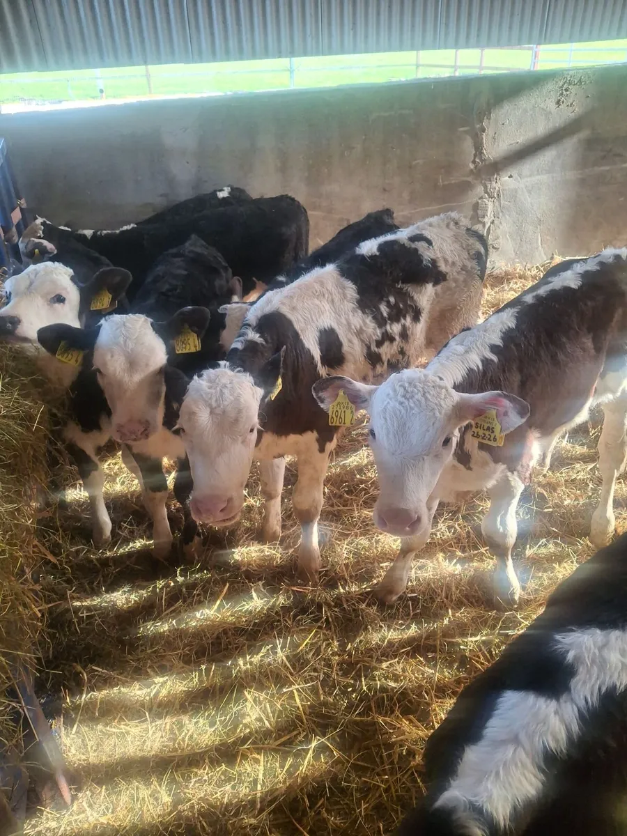 Hereford calves - Image 2