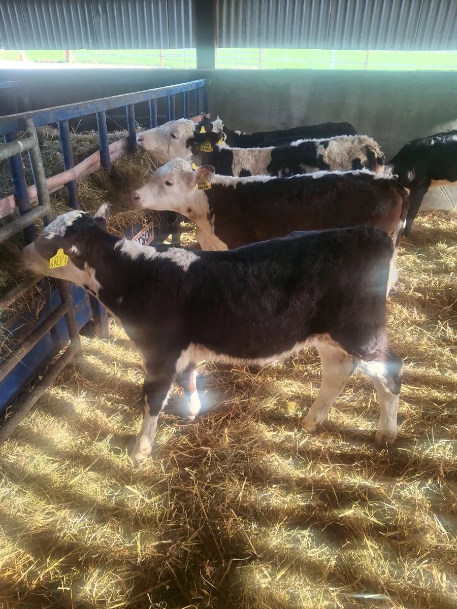Hereford calves - Image 3