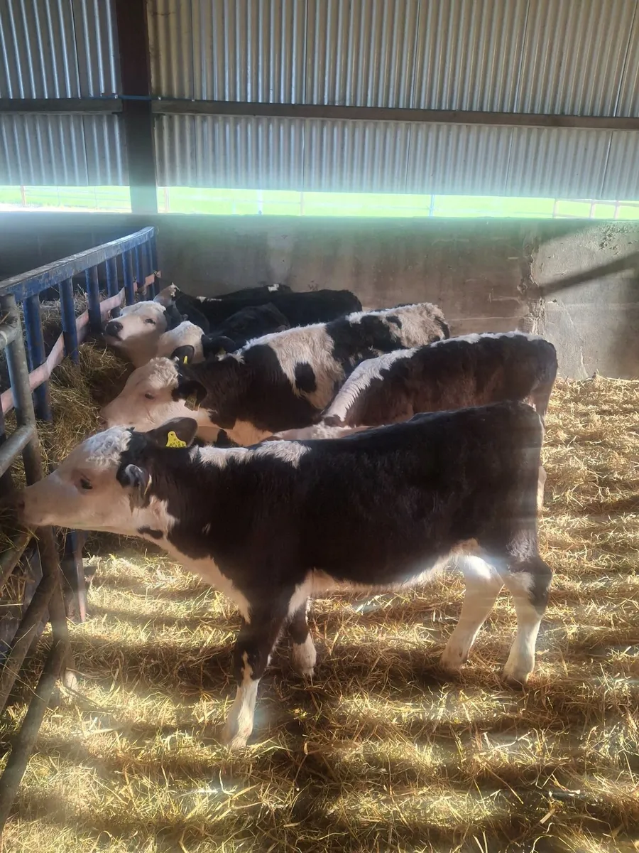 Hereford calves - Image 4