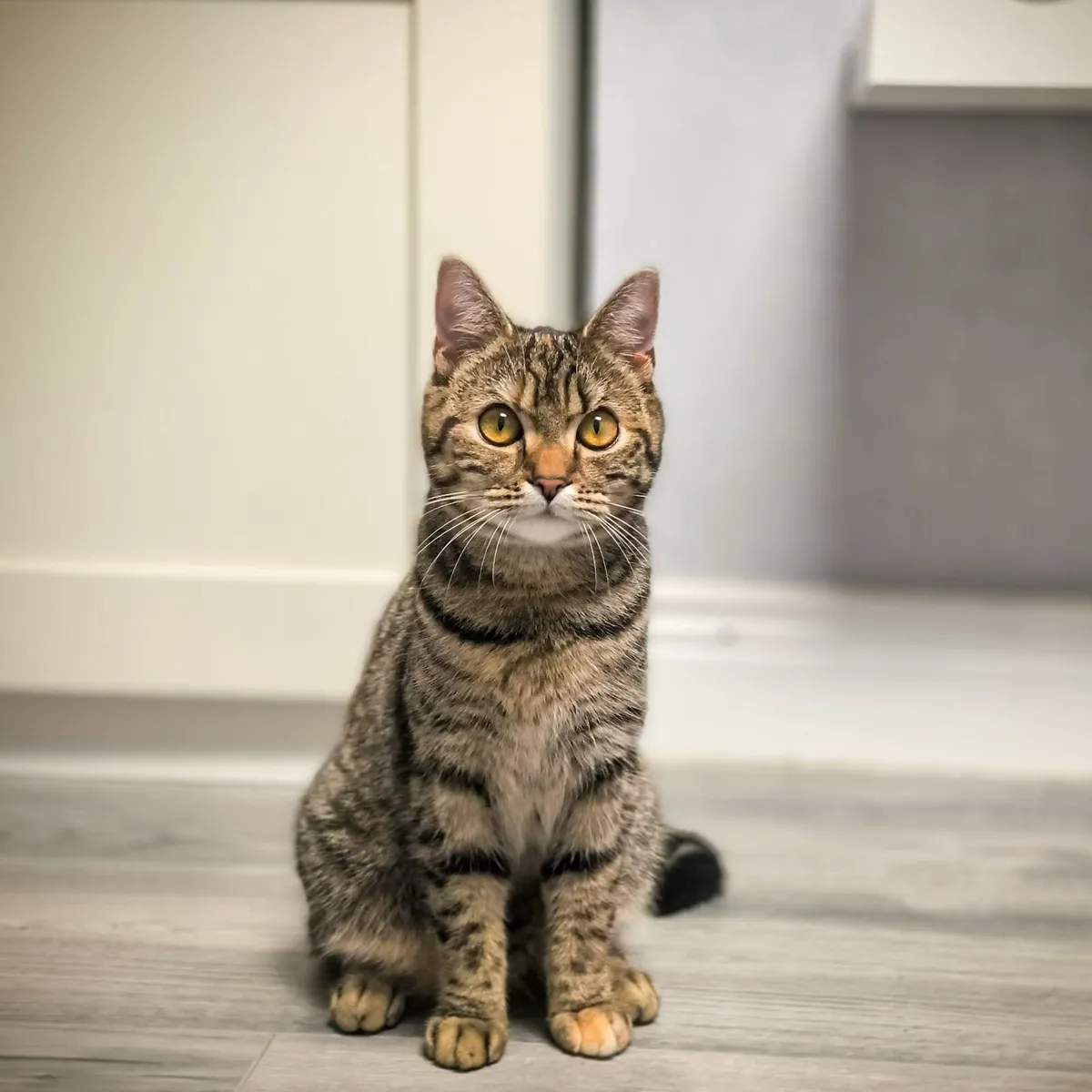 Female Scottish Straight Cat - FREE - Image 1