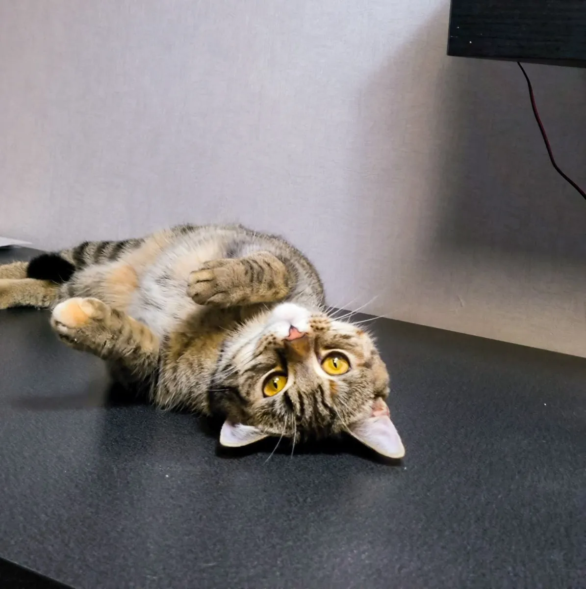 Female Scottish Straight Cat - FREE - Image 2