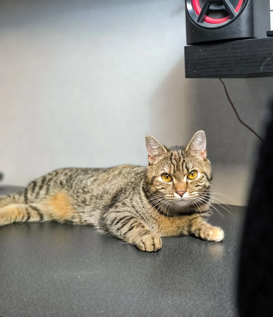 Female Scottish Straight Cat - FREE - Image 3