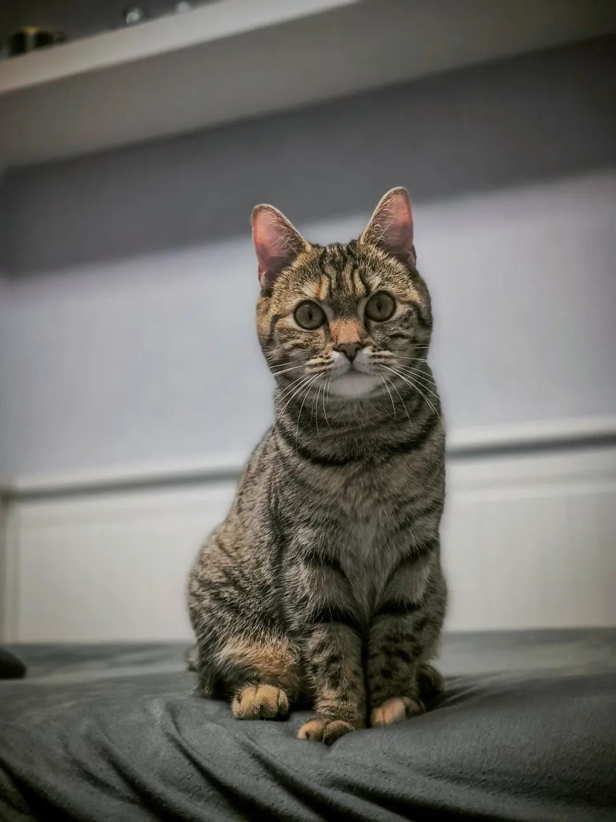 Female Scottish Straight Cat - FREE - Image 4