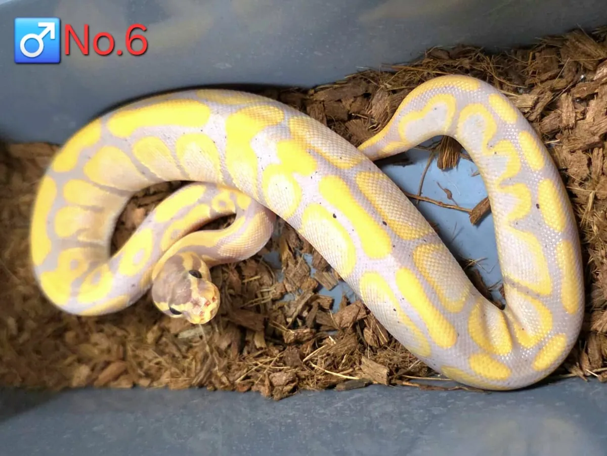 Royal/Ball Pythons Males ♂️ & Females ♀️ - Image 2